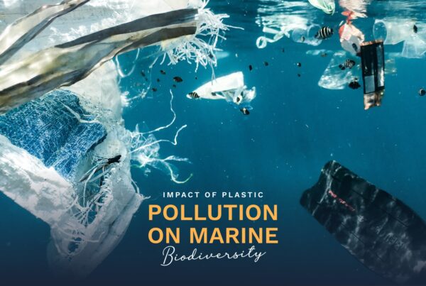 Prime Luxury Rentals - Impact of Plastic Pollution on Marine Biodiversity