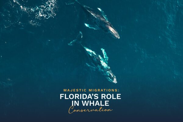 Prime Luxury Rentals - Majestic Migrations: Florida’s Role in Whale Conservation