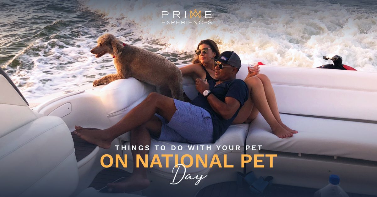 Prime Luxury Rentals - 🐶Things to do with your pet on National Pet Day
