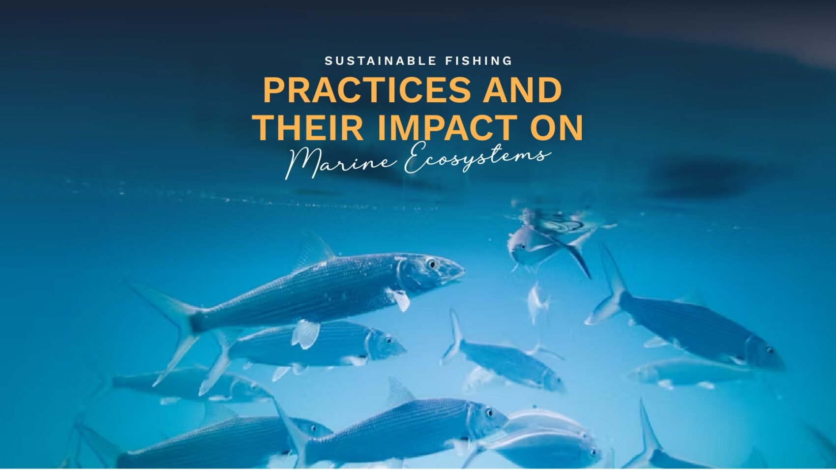 Prime Luxury Rentals - Sustainable Fishing Practices and Their Impact on Marine Ecosystems