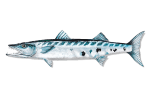 Coral Reef Restoration - Sphyraena barracuda