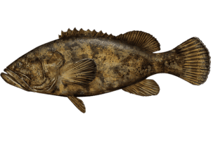 Coral Reef Restoration - Atlantic Goliath Grouper. Epinephelus itajara