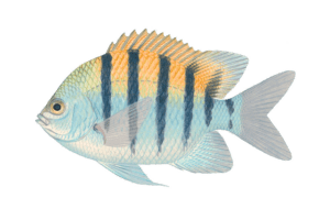 Coral Reef Restoration - Sergeant major. Abudefduf saxatilis