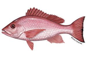 Coral Reef Restoration - Red Snapper. Lutjanus campechanus