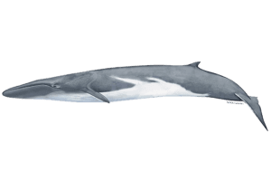 Fin Whale - Balaenoptera physalus. Marine species under threat