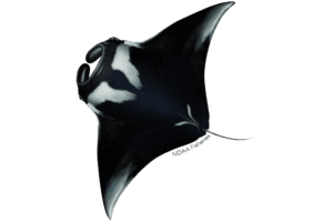 Giant Manta Ray - Mobula birostris. Marine species under threat