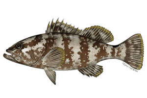 Nassau Grouper - Epinephelus striatus. Marine species under threat