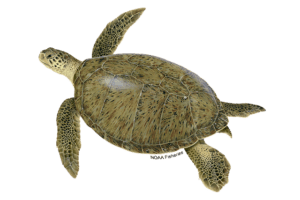 Green Turtle - Chelonia mydas. Marine species under threat