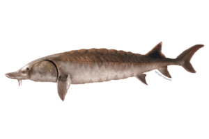Atlantic Sturgeon - Acipenser oxyrinchus oxyrinchus. Marine species under threat