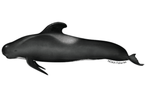 Prime Luxury Rentals - Majestic Migrations: Florida’s Role in Whale Conservation