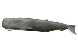 Sperm Whale - Physeter macrocephalus. Marine species under threat