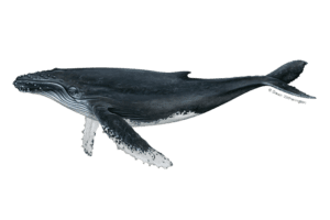 Prime Luxury Rentals - Understanding North Atlantic Right Whales