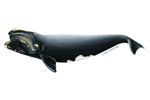 Prime Luxury Rentals - Understanding North Atlantic Right Whales